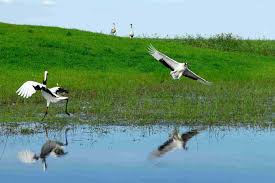 पोखरा उपत्यकामा पुस २५ र २६ गते जलपन्छी गणना