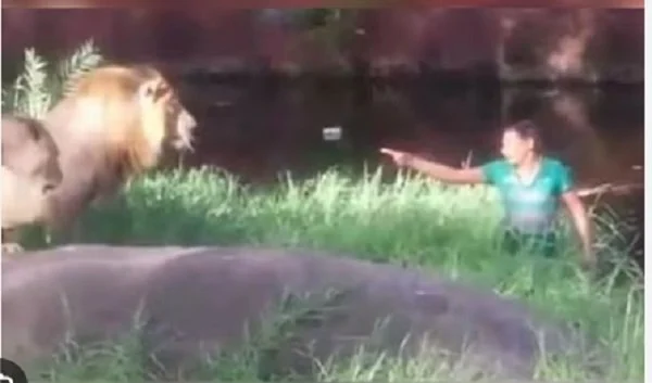 नसाको तालमा सिंहको गुफामा छिरेपछि…